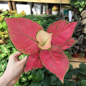 红如意皇后盆栽吉利红万年红室内年宵花卉红色叶子绿植水培植物