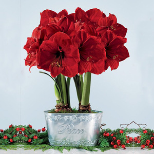 朱顶红圣诞快乐/红天鹅绒 南非进口种球多年生球根花卉秋冬季新货