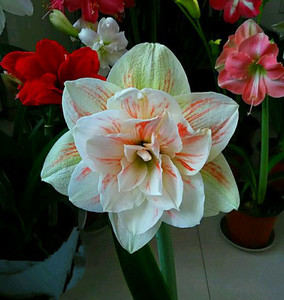 带花苞发货 大花重瓣朱顶红仙女/妮芙荷兰进口种球多年生球根花卉