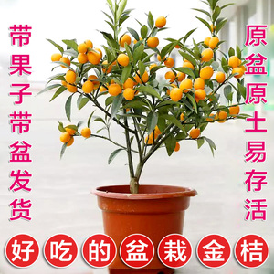 金桔盆栽地栽果树苗油皮金桔四季食用金钱桔南北方阳台庭院种植