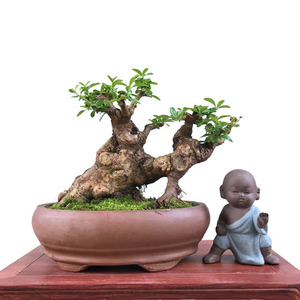 矮霸小叶冬青盆景老桩 米叶米冬盆栽 四季常青绿植默默盆景园植物