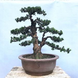 米叶罗汉松盆景树桩盆景老桩松树盆景四季常青绿植喜阴植物