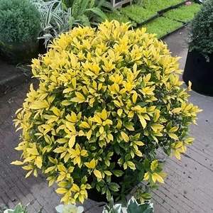 黄金枸骨球观叶庭院植物狭冠冬青耐寒耐热常绿灌木花镜四季常青