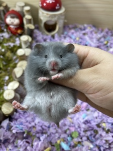 国外引进稀有品种长毛蓝毛熊真正家养仓鼠金丝熊性格温顺好上手