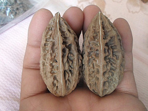 文玩核桃野生把玩东北大秋子