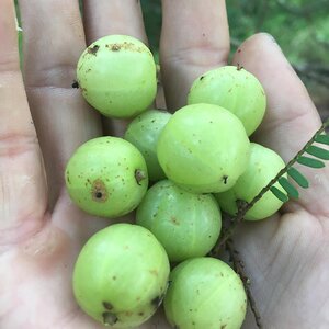 云南原味人气热销野生橄榄果出自大山地道原野山果无污染纯公斤