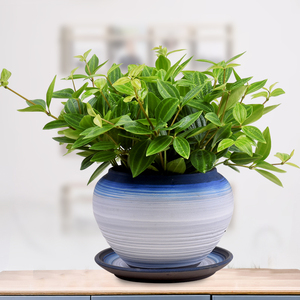 钻石翡翠盆栽吊兰植物室内客厅除甲醛净化空气四季常青观叶绿植