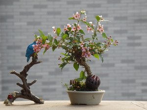 摩豆卡斯淘宝日本迷你微植物盆景盆栽阳台窗台小植物会开花 姬樱桃