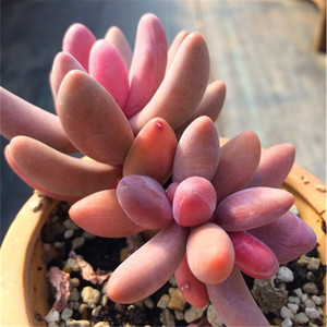 红手指多肉老桩