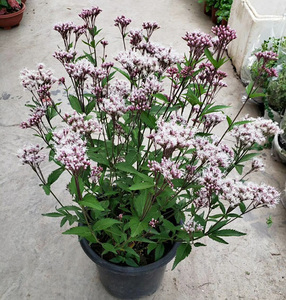 庭院花园植物宿根植物多年生芳香花卉进口叶泽兰叶佩兰 2加仑包邮