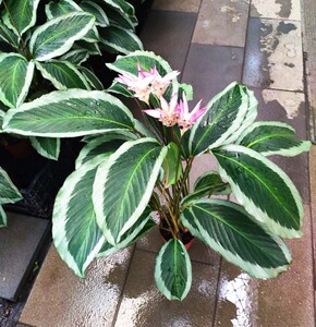 碧卡秋青莲竹芋盆栽带花净化空气耐阴室内观叶观花植物四季开花