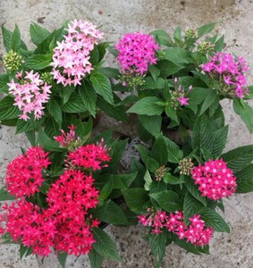 多年生繁星花盆栽带花 五星花幸运星花耐热 盆栽四季开花原盆包邮