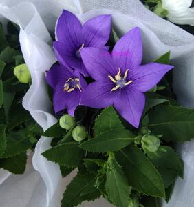 多年生中国桔梗盆栽带花百合桔梗室外花卉阳台花卉带花苞包邮
