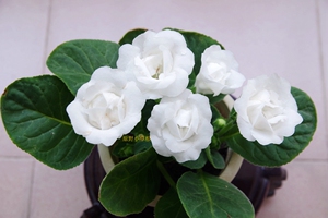 纯白重瓣大岩桐  小苗 小花苗20元1小苗