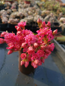 why7077淘宝长寿花  切花精品  优雅紫  枝条(顶芽)  满18元发货2人
