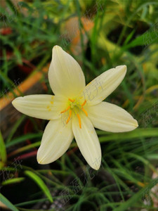 盈盈花卉 多年生观花 黄花风雨兰