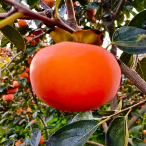 山西运城临猗阳丰脆甜柿子咩咩柿新鲜应季水果