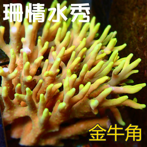 荧光金牛角 印尼 活体珊瑚sps断枝全国顺丰空运到家包损 x