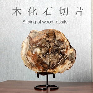 纯天然树木化石切片树化玉硅化木古生物原石摆件杯垫科普教学标本