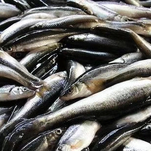 【东北老农】鸭绿江活水网箱鱼东北特产活体野生柳根鱼鲜活淡水鱼