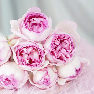 800人付款淘宝粉色伊芙伯爵月季花苗大花花卉盆栽浓香观花阳台 伊芙