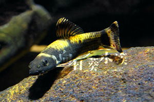 00kwq4445淘宝(满60包邮)熊猫墨头鱼老虎小精灵原生缸草缸标配漂亮