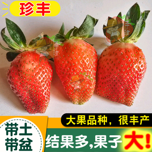 大果珍丰草莓苗盆栽食用带盆带土南方北方阳台结果露天种植草莓秧