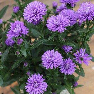 重瓣紫色荷兰菊"妮可" 紫菀 花园宿根多年生园林造景盆栽