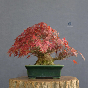 日本原盆 雅风参展级 矮霸大树型 山红叶 红枫小品盆景