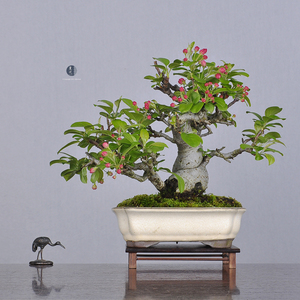 日本原盆 深山海棠/优秀花果类盆栽 中小品盆景盆栽