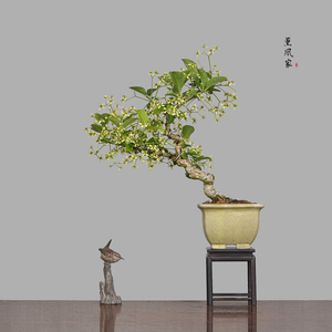 日本原盆 花果类盆景 绯玉真弓 小品盆景盆栽