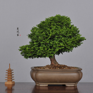 日本原盆 大树造型 津山桧 中品观叶盆景盆栽 四季常青