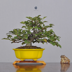 日本原盆 矮霸大树型 姬苹果 姬美好 一手托小品盆景盆栽