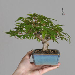 日本原盆 一手托 大树型 山红叶  红枫小品盆景盆栽