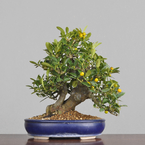 日本原盆 双杆造型金豆盆景 中品盆栽 硕果累累