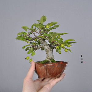 日本原盆 优秀花果类 姬苹果 姬美好 中小品盆景盆栽合辑