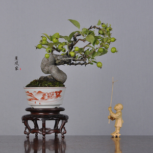 日本原盆 扭杆大树造型 深山海棠 小品盆景盆栽