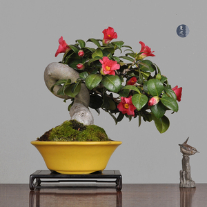 茶梅盆景日本