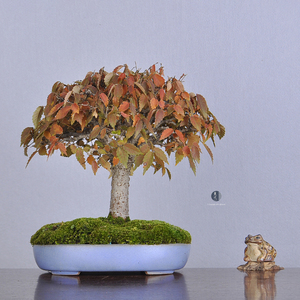 日本原盆 简约自然之美 直杆大树型 榉树 小品观叶 盆景