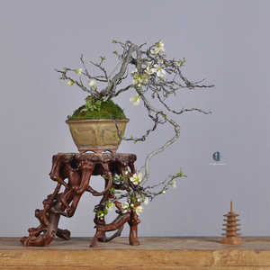 日本原盆 悬崖造型 长寿梅 白花 大瀑布 中小品盆景盆栽