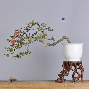 日本原盆 临水茶梅/椿 温婉粉花 扭度自然 中品盆景盆栽
