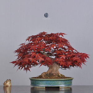 日本原盆 矮霸出猩猩 出色根脚特殊山红叶 小品盆景盆栽