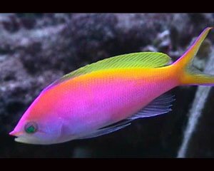 海水鱼活体珊瑚软体观赏鱼生物/夏威夷宝石雄/蓝眼海金鱼