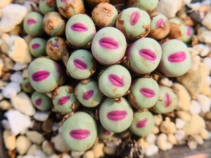 爱我及我o淘宝多肉植物sub小红嘴 非1380b红嘴 奶奶嘴 香肠嘴 番杏