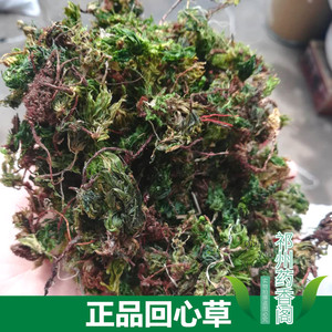 500克一斤包邮云南茴心草回心草回芯草干净新鲜干货