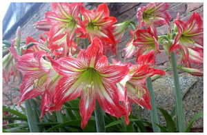 朱顶红(土朱)-条纹(福建女王)