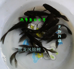 龙凤锦鲤鱼