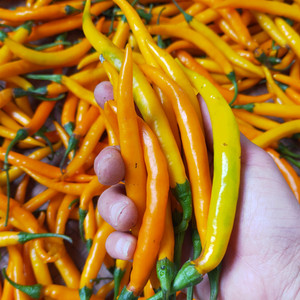 粤北南雄农家种植黄辣椒 黄皮微辣 焖鸭焖鹅调味 新鲜蔬菜现摘