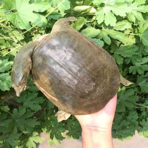 北方生态甲鱼外塘中华鳖水鱼淡水水产四年龄老鳖1.5斤包邮包活体