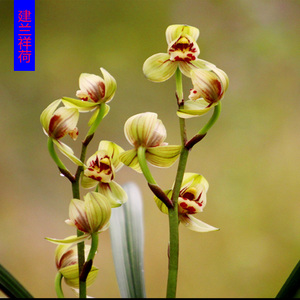 兰花苗祥荷瓣四季兰草花苞浓香型花卉绿植物盆栽阳台室内盆花卉